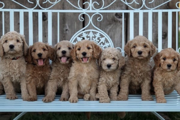 Testimonials - From Our Happy Golden Doodle Puppy Owners