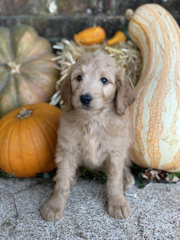 Goldilock’s Goldendoodles puppy posing with pumpkin