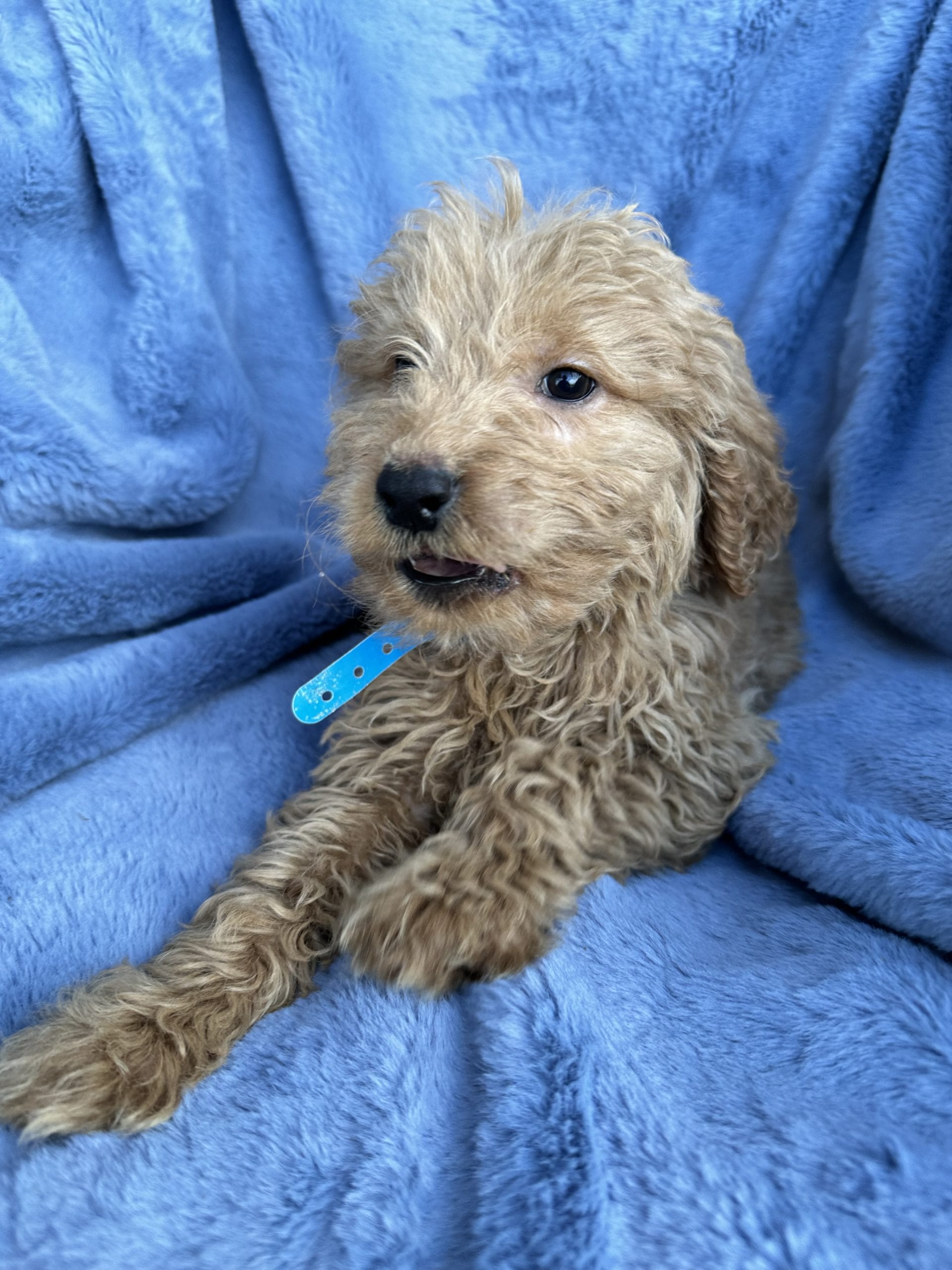 55 2024 lb goldendoodle