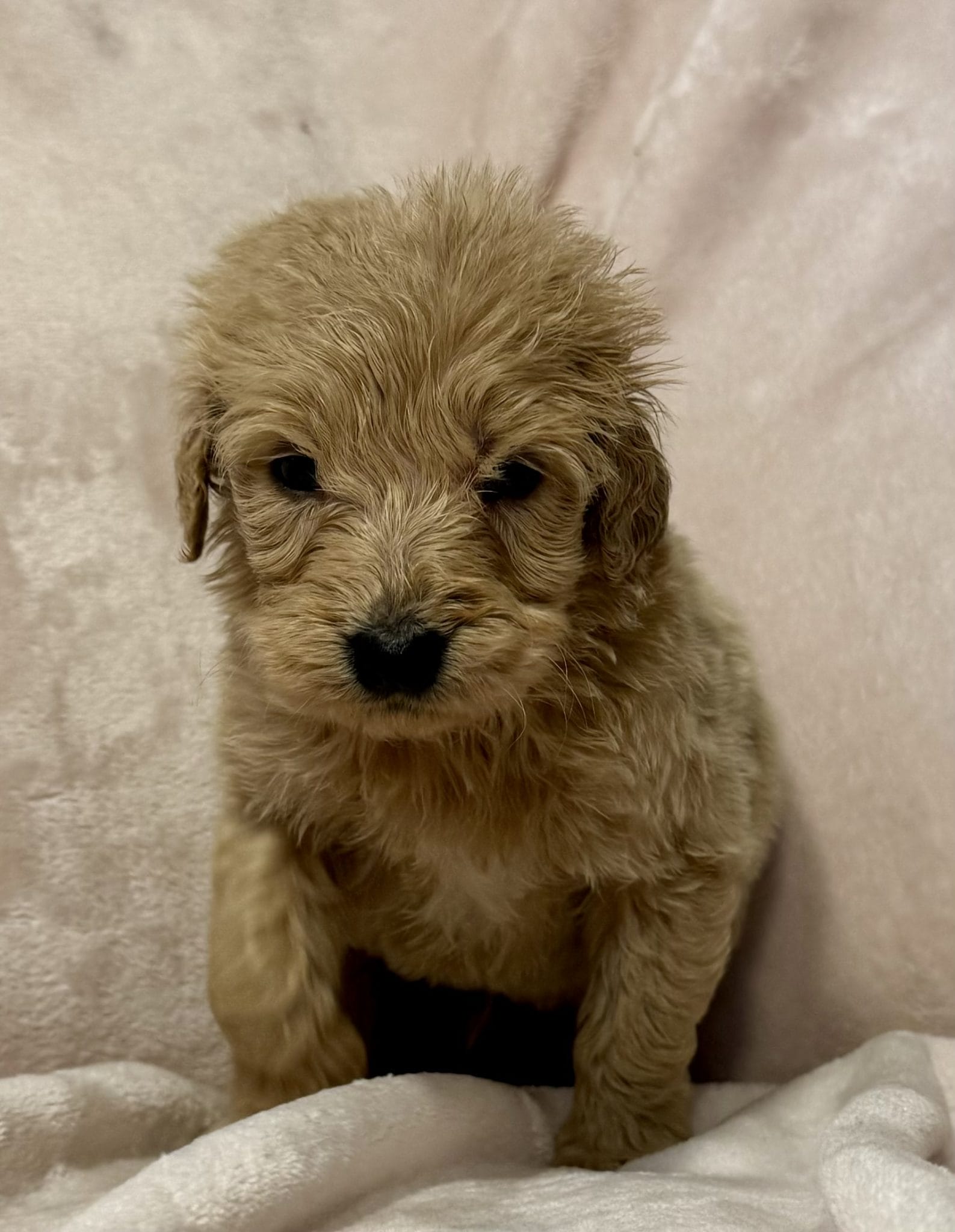 F1 Standard Goldendoodle Male Puppy “Barkley” 55-65 lbs