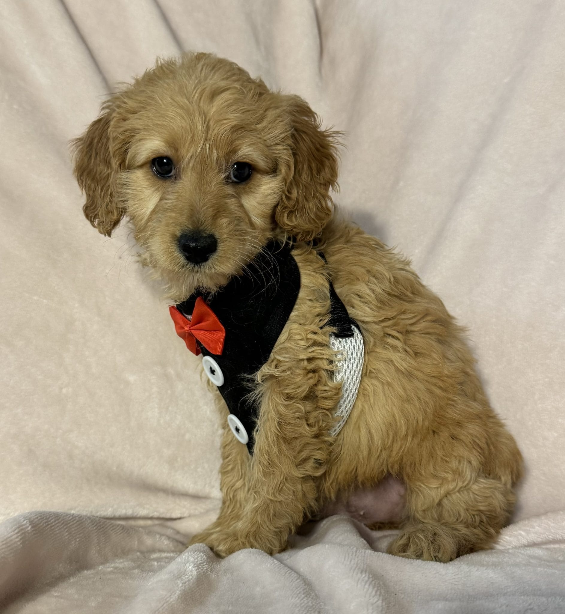 F1b micro mini store goldendoodle