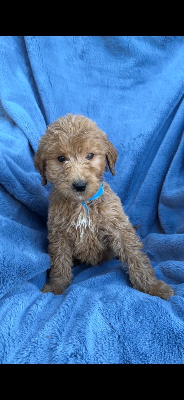 F1B Standard Goldendoodle Puppy “Cliffster” 55-65 lbs Male Puppy