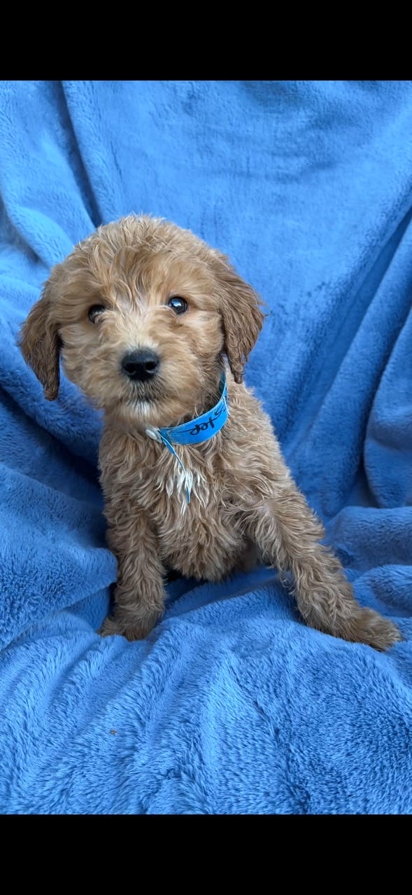 F1b standard store goldendoodle for sale