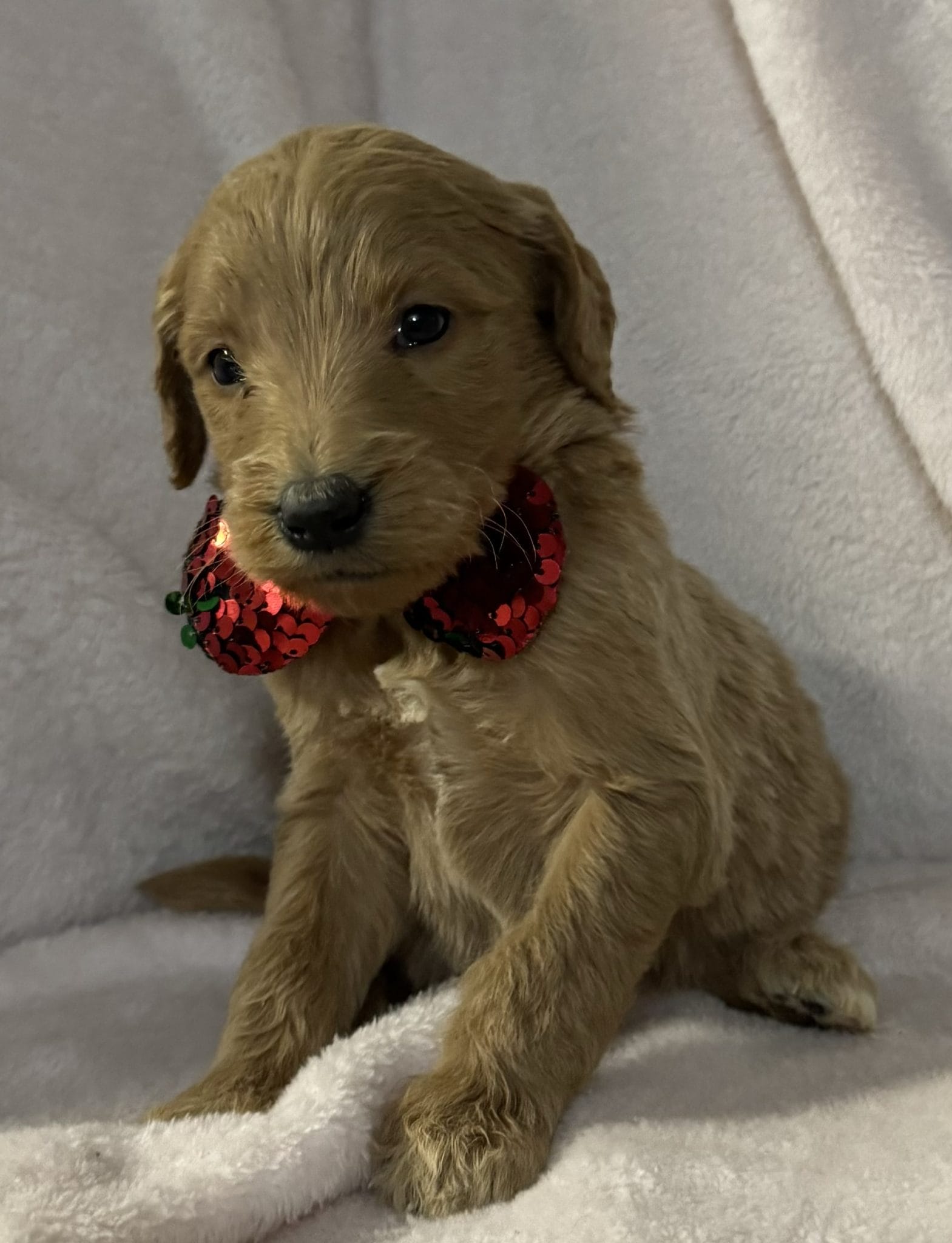 F1b standard goldendoodle sales puppies for sale