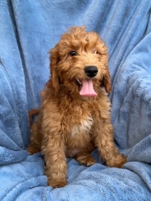 F1 Medium Goldendoodle Male Puppy “Chattanooga” 35-45 lbs
