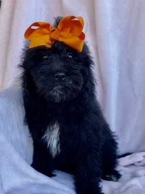 F1 Mini Goldendoodle Female Puppy “Abba” 25-35 lbs