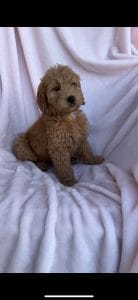 F1 Standard Goldendoodle Female Puppy “Lara” 55-65 lbs