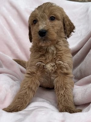 F1 Standard Goldendoodle Male Puppy “Carlton” 55-65 lbs