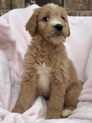 F1 Standard Goldendoodle Male Puppy “Sylvester” 55-65 lbs