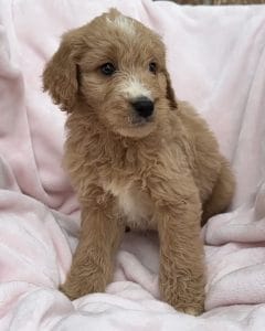 F1 Standard Goldendoodle Male Puppy “Sylvester” 55-65 lbs