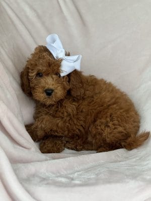 F1B Micro Goldendoodle Puppy “Ginger” Weight:15-25 lbs Gender: Female