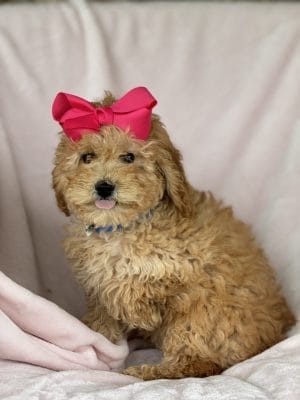 F1B Micro Goldendoodle Puppy “Roxy” 15-25 lbs Female