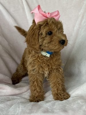 F1B Micro COCKAPOO Puppy “Dolly” 15-25 lbs Female