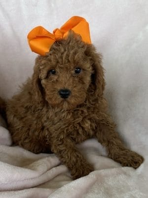 Tiny POODLE Puppy “Frilly” 8-10 lbs Female