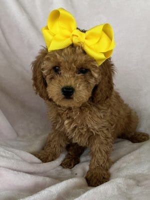 Tiny POODLE Female Puppy “Milly” 8-10 lbs Female