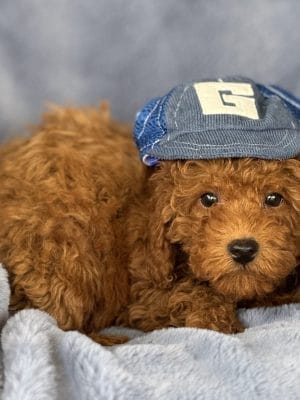 Tiny POODLE Puppy “Gilly” 8-10 lbs Male