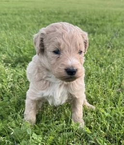 F1 Standard Goldendoodle Male Puppy “Cosmos” 55-65 lbs