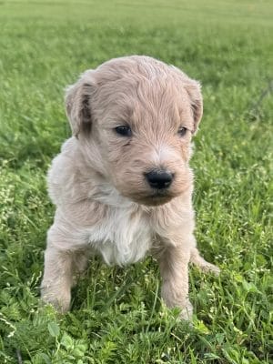 F1 Standard Goldendoodle Male Puppy “Cosmos” 55-65 lbs