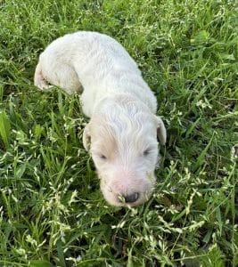 White F1B Standard Goldendoodle Puppy “Zinnia” 55-65 lbs Female Pup