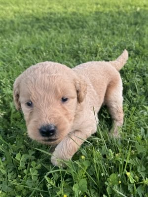 White F1B Standard Goldendoodle Puppy “Mauve” 55-65 lbs Female Pup