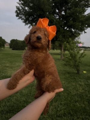 F1 Mini Goldendoodle Puppy “Clementine” 25-35 lbs Female pups