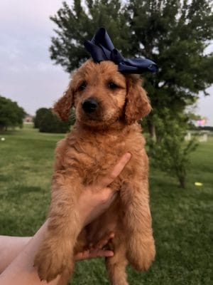 F1 Mini Goldendoodle Puppy “Sapphire” 25-35 lbs Female Pups