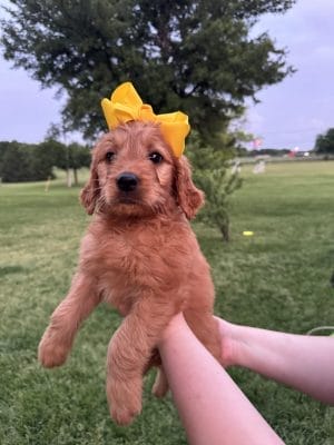 F1 Mini Goldendoodle Puppy “Yellow Rose” 25-35 lbs Female Puppy