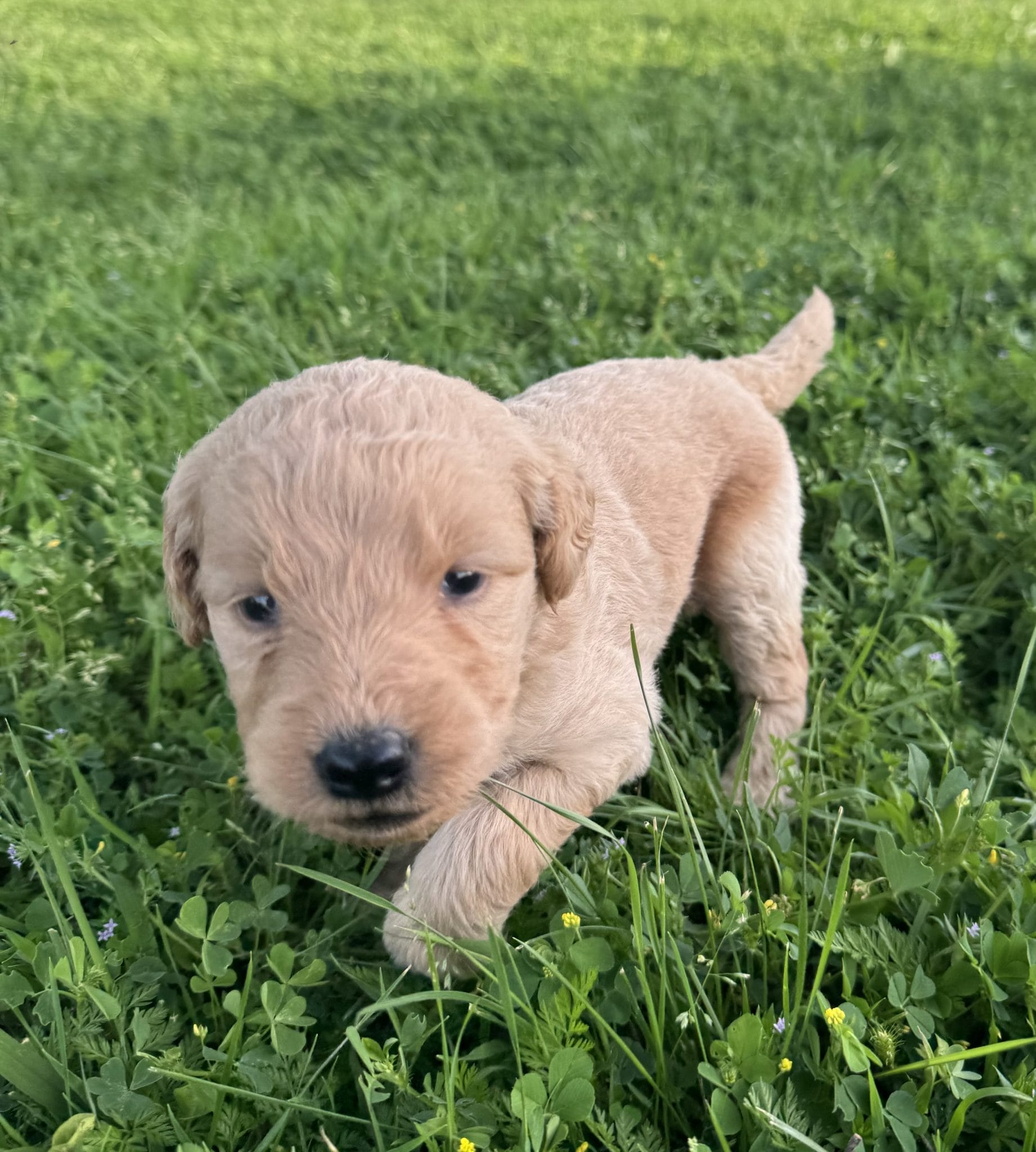 White F1B Standard Goldendoodle Puppy “Mauve” 55-65 lbs Female Pup