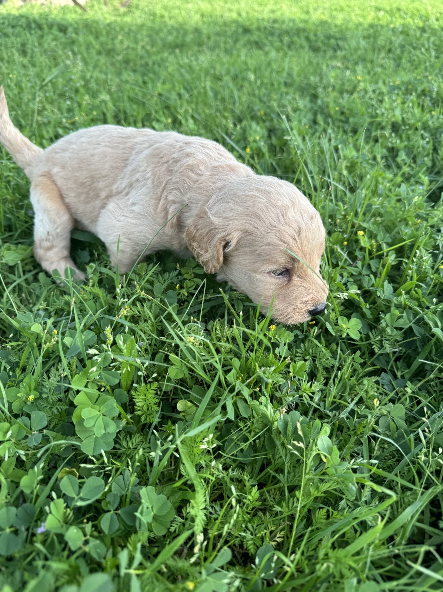 White F1B Standard Goldendoodle Puppy “Mauve” 55-65 lbs Female Puppy