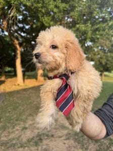 F1 Mini Goldendoodle Puppy "Sir Paul" for Sale in Mansfield, TX 1