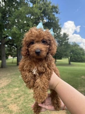 F1B Micro Goldendoodle Puppy “Amberlina” 15-25 lbs Female Pups