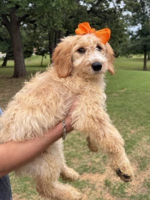 F1 Medium Goldendoodle Female Pups "Frida" for Sale in Mansfield, TX 1