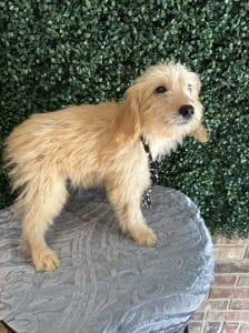 F1 Mini Goldendoodle Puppy "Sir Paul" 25-35-lbs
