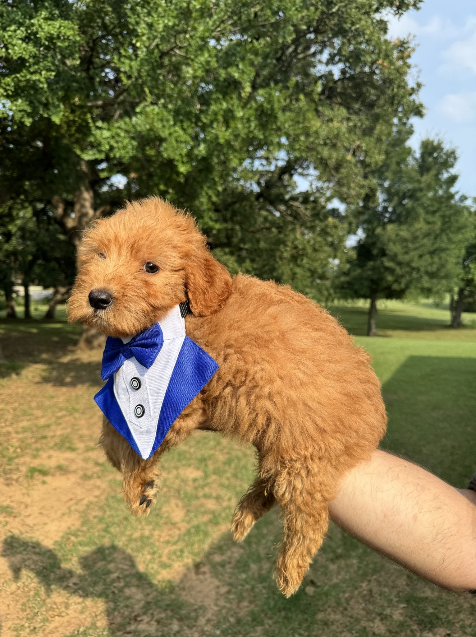 F1 Mini Goldendoodle Pups male "Sir Anthony" 25-35 lbs 3