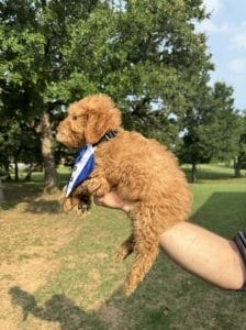 F1 Mini Goldendoodle Pups male "Sir Anthony" 25-35 lbs 4