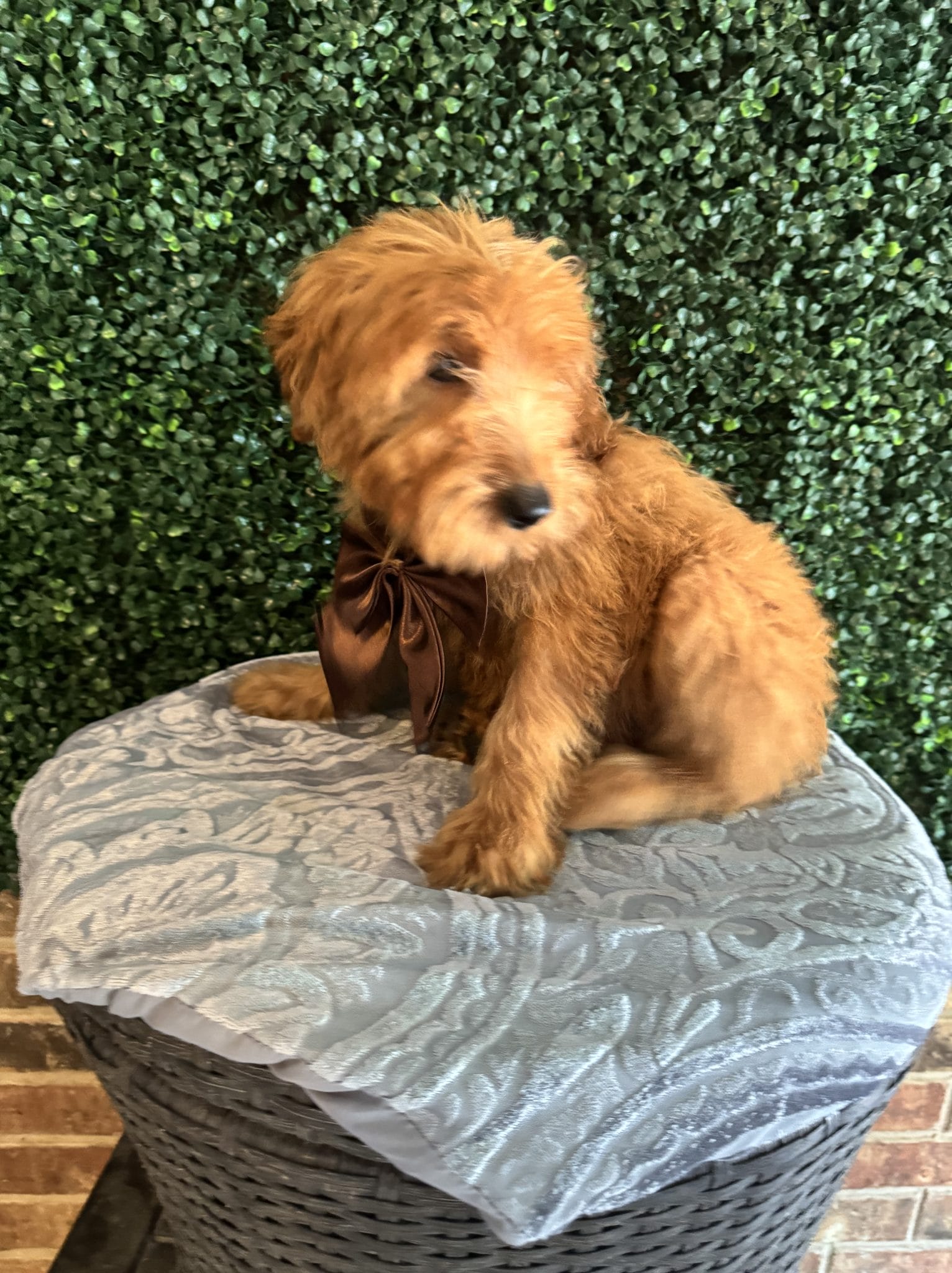 F1 Mini Goldendoodle Pups "Sir Anthony" 25-35 lbs