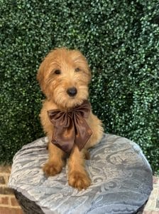 F1 Mini Goldendoodle Pups "Sir Anthony" 25-35 lbs