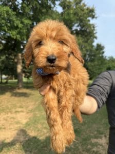 Male F1 Mini Goldendoodle Puppy Collin Ready to Go Home in Mansfield, TX 1