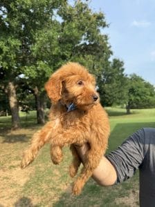 Male F1 Mini Goldendoodle Puppy Collin Ready to Go Home in Mansfield, TX 2