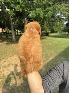 Male F1 Mini Goldendoodle Puppy Collin Ready to Go Home in Mansfield, TX 3