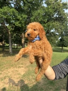 Male F1 Mini Goldendoodle Puppy Collin Ready to Go Home in Mansfield, TX 4