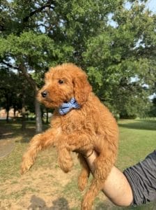 Male F1 Mini Goldendoodle Puppy Collin Ready to Go Home in Mansfield, TX 5