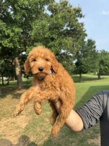 Male F1 Mini Goldendoodle Puppy Collin Ready to Go Home in Mansfield, TX 6