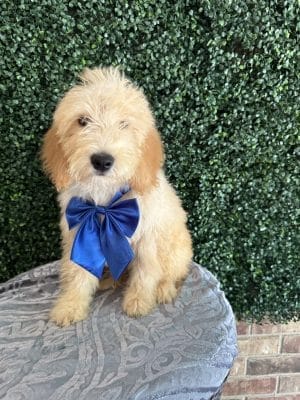 F1 Male Mini Goldendoodle Puppy “Sir Mix-A-Lot” 25-35 lbs