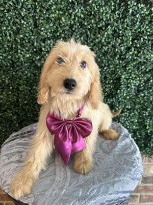 F1 Male Mini Goldendoodle pups Prince! Weighing 25-35 lbs