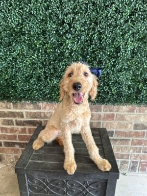 F1 Mini Goldendoodle Puppy "Jocelyn" 25-35-lbs" for Adoption 25-35-lbs