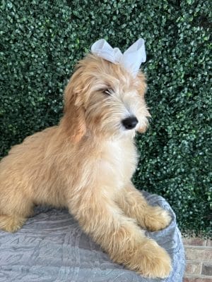 F1 Mini Goldendoodle Puppy "Trina" for Adoption 25-35-lbs