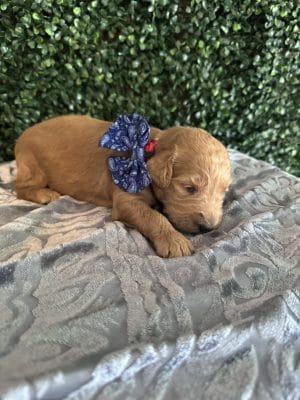 F1B Male Standard Goldendoodle Puppy Ford - 55-65 lbs 1