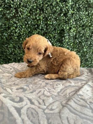 F1B Standard Goldendoodle Male Pups - Pinecone 55-65 lbs 5