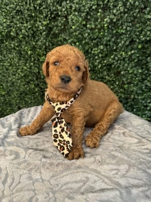 F1B Standard Male Goldendoodle Puppy “Rooty” 55-65 lbs 1